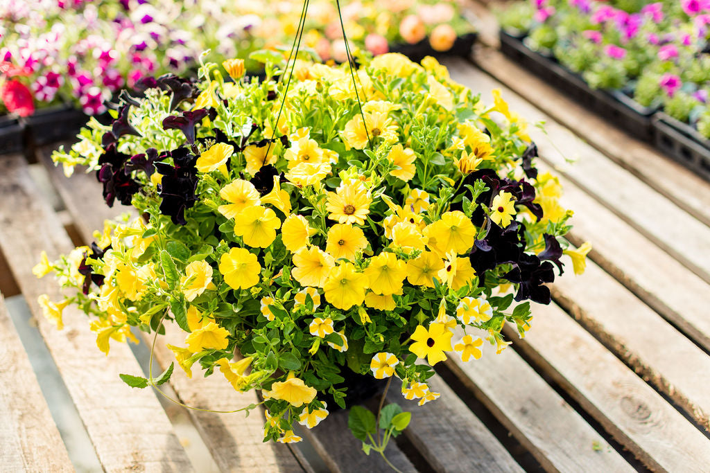 14” Black and Yellow Hanging Basket