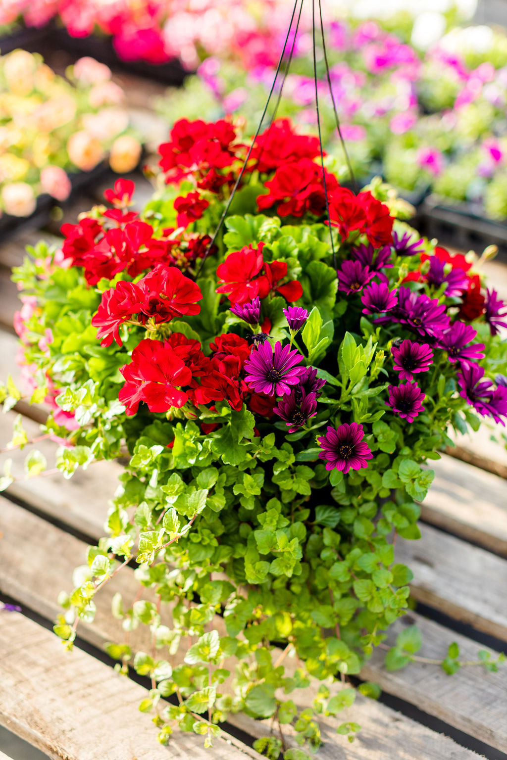 14” Red Geranium, Daisy Basket
