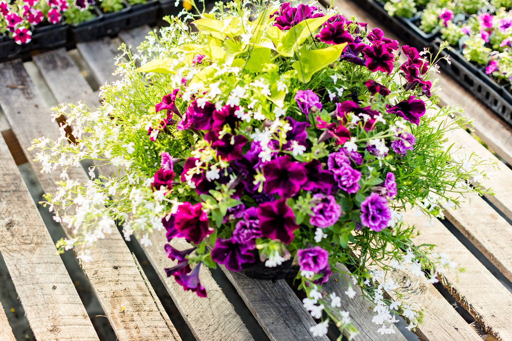 16" Purple and White Basket
