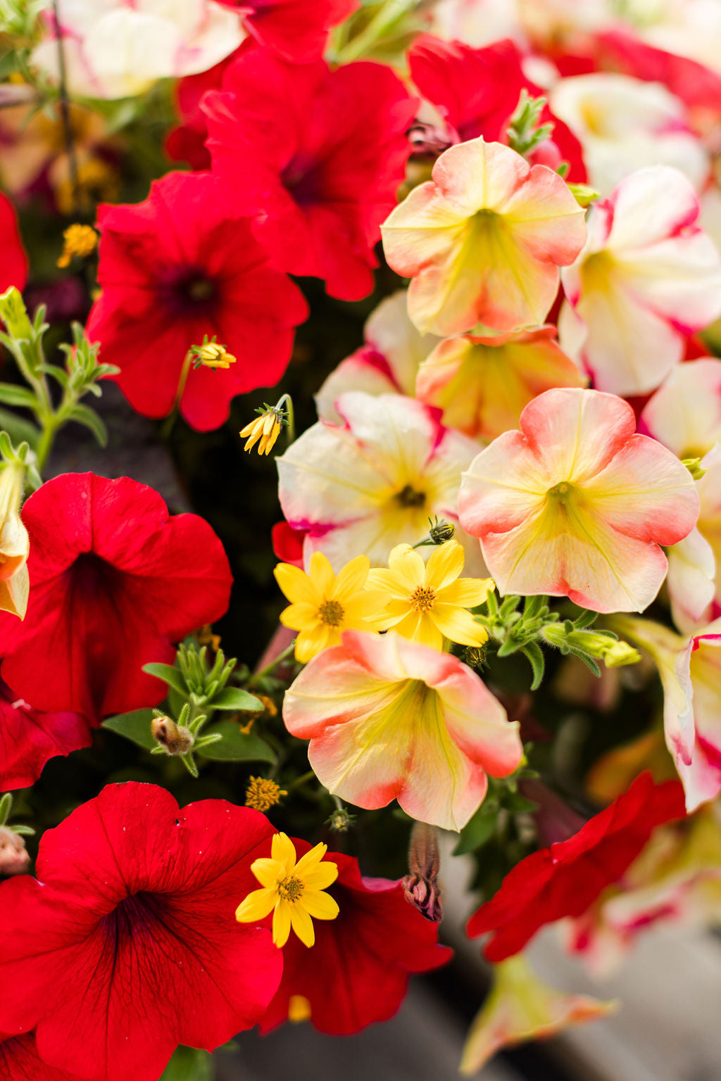 14” Red and Yellow Hanging Basket