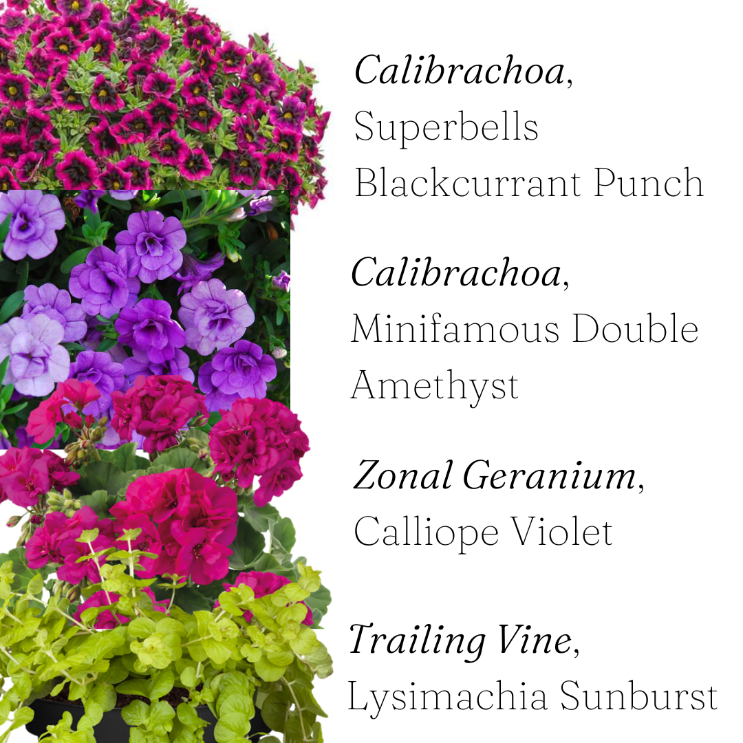 14" Violet Geranium Basket