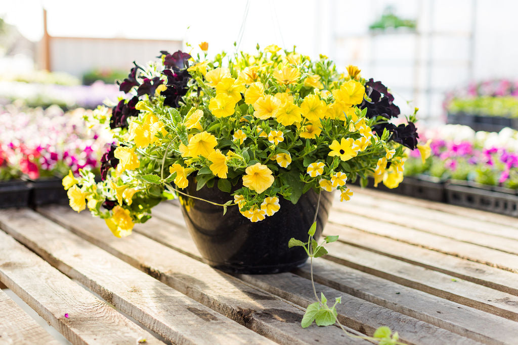 14” Black and Yellow Hanging Basket