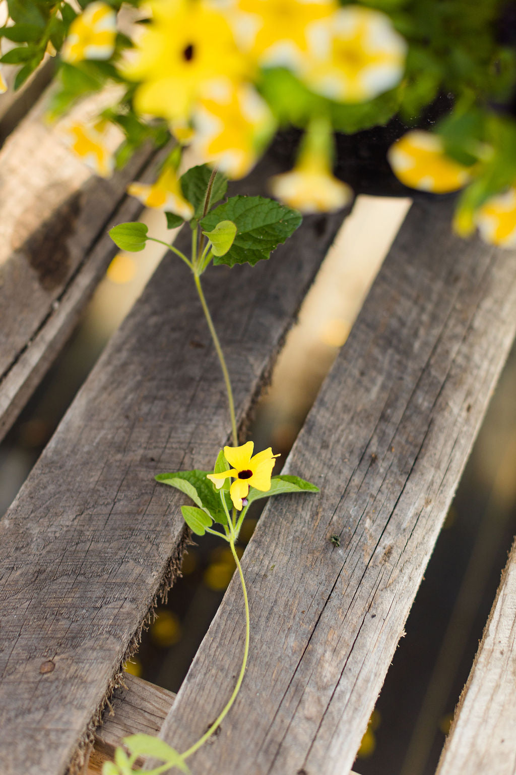 14” Black and Yellow Hanging Basket