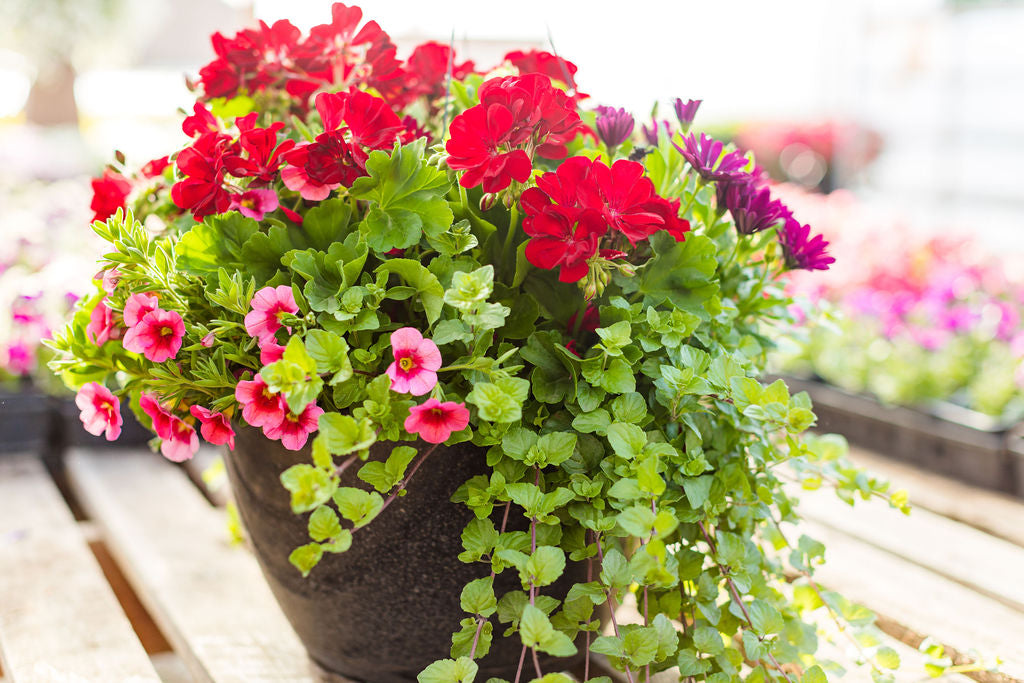 14” Red Geranium, Daisy Basket