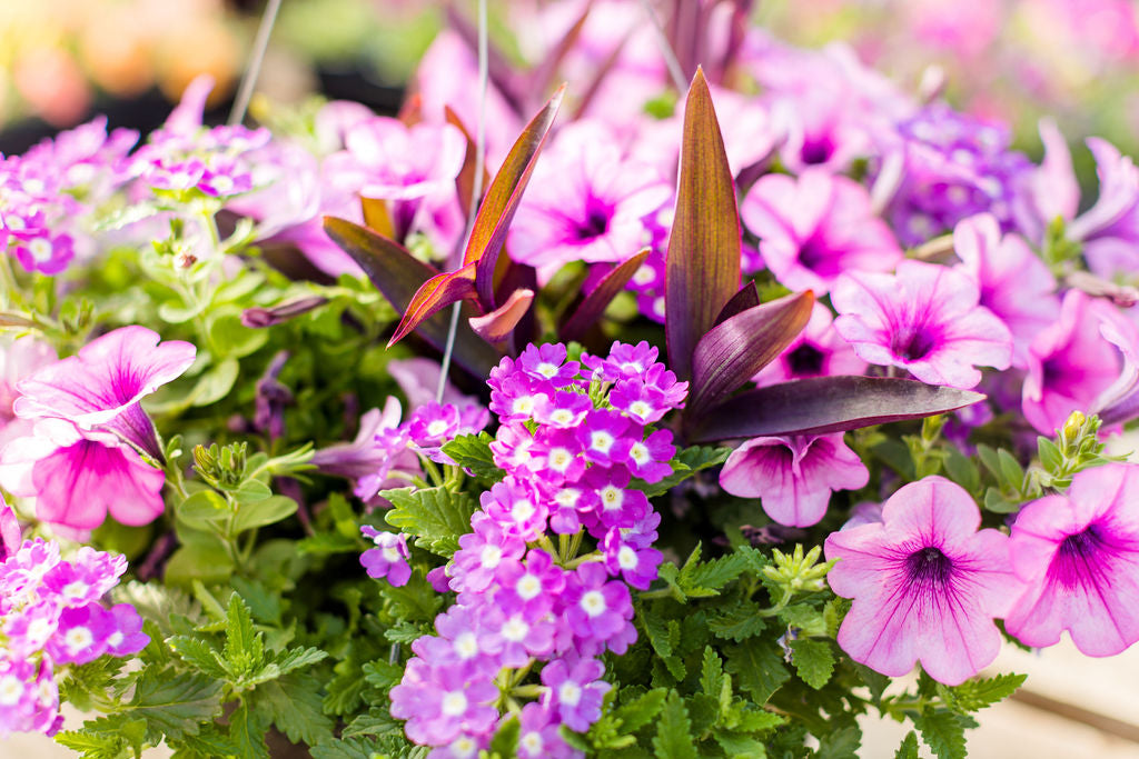 12” Purple and Pink Basket