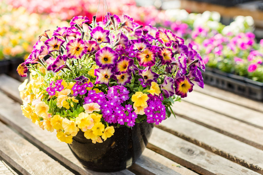 12” Purple and Yellow Basket