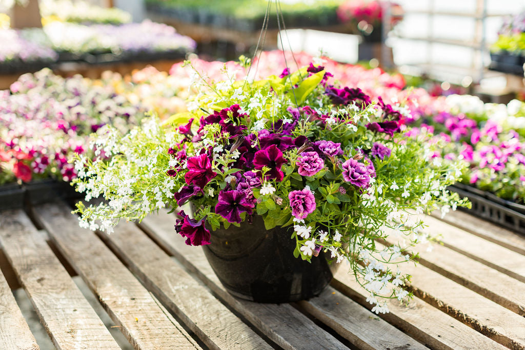16" Purple and White Basket