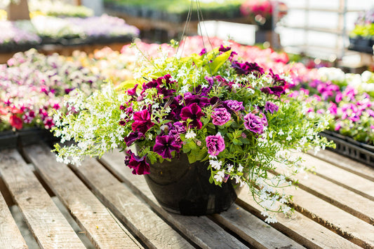 16" Purple and White Basket