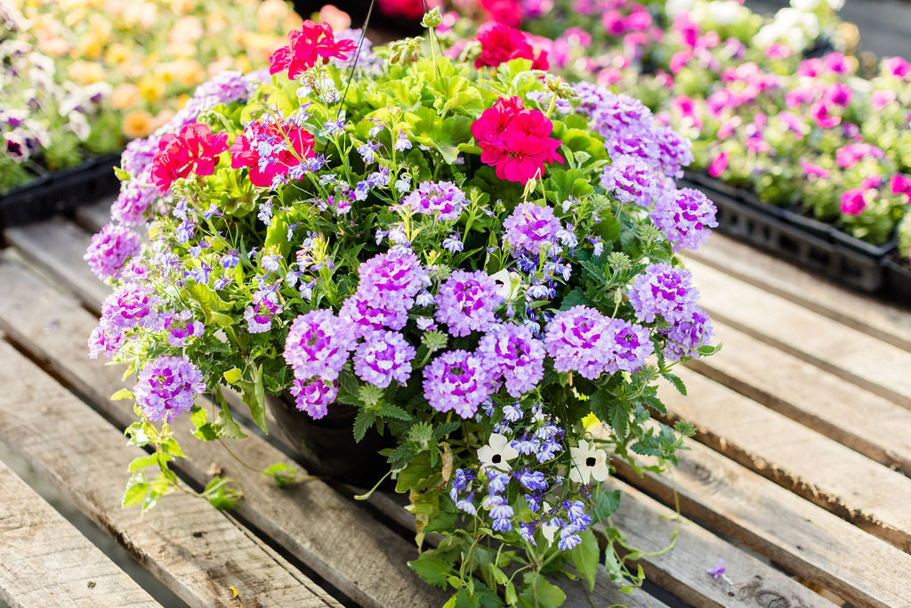 16" Geranium, Verbena Basket