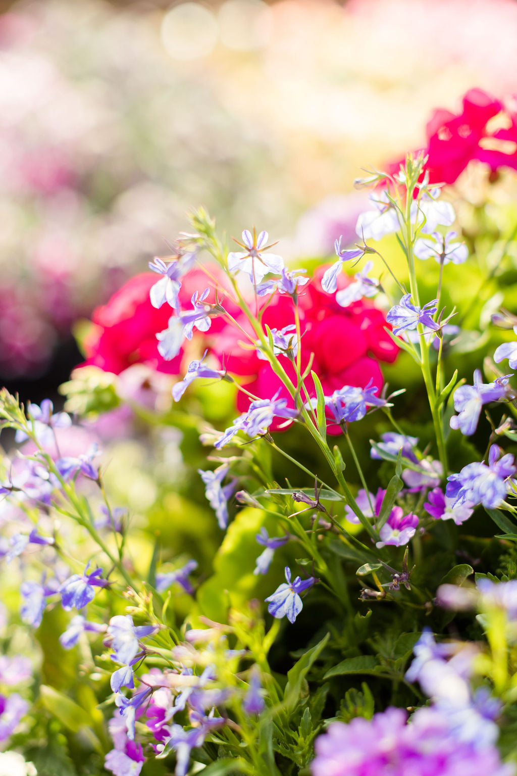 16" Geranium, Verbena Basket