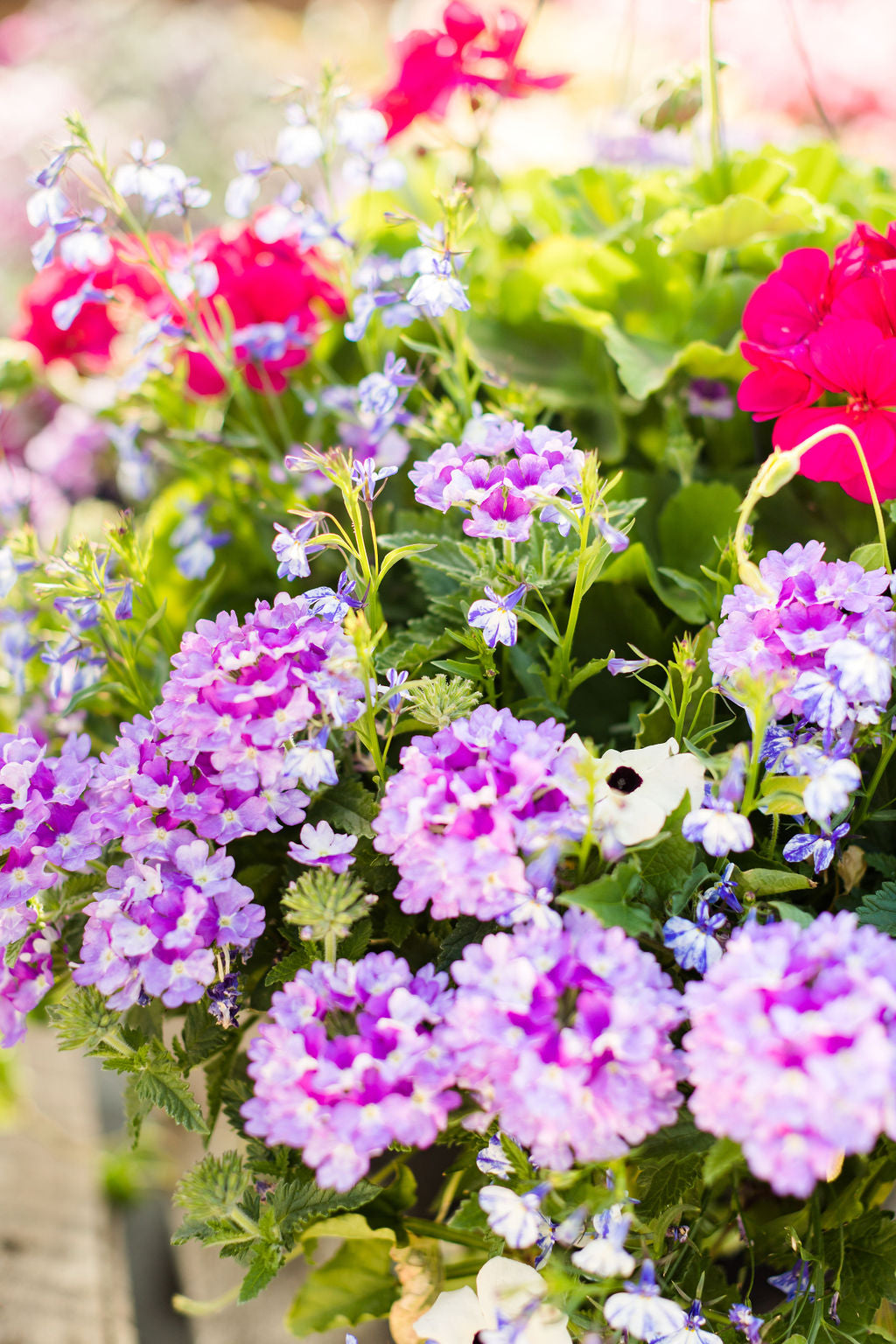 16" Geranium, Verbena Basket