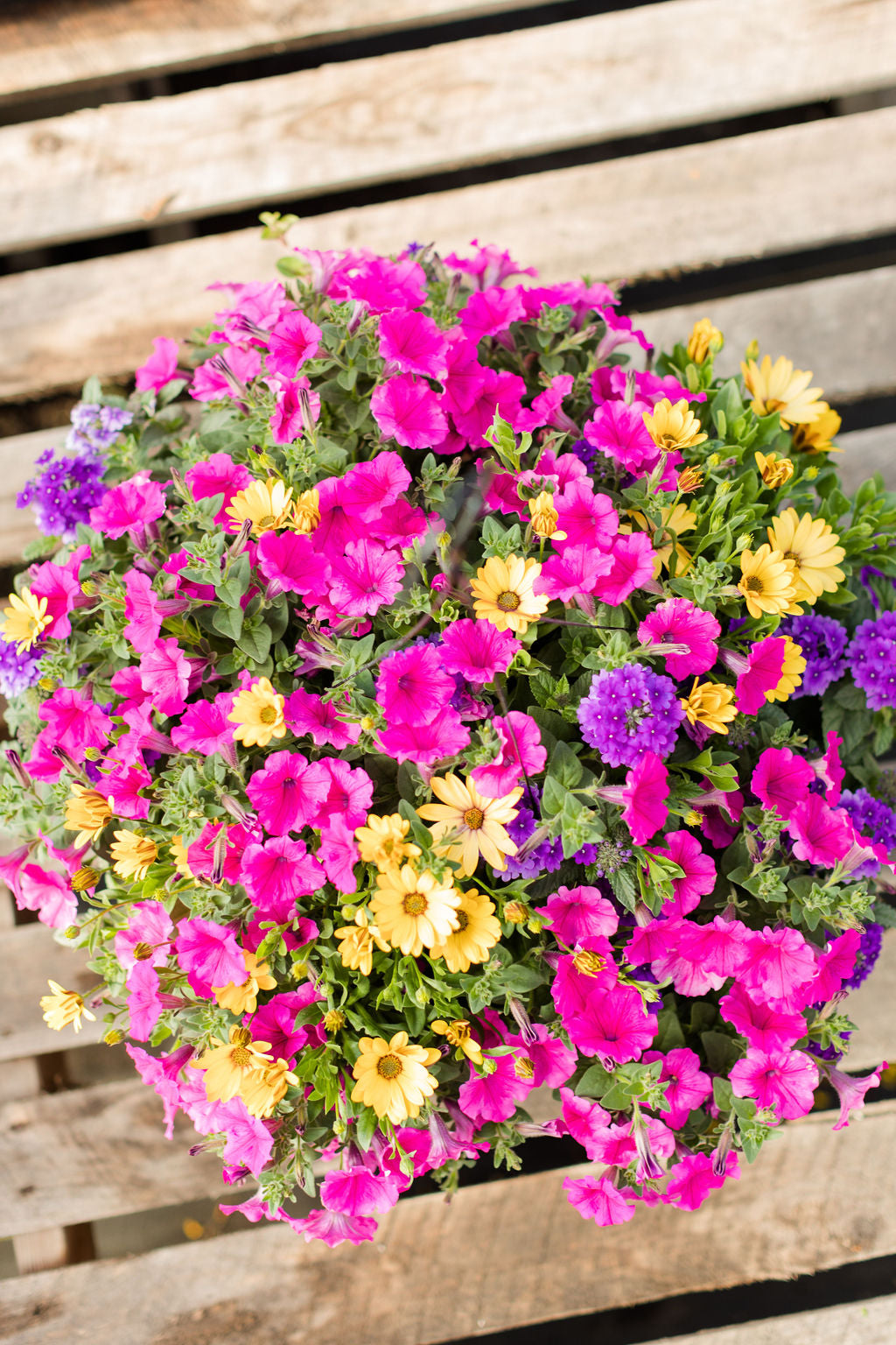 14” Pink, Yellow, and Purple Basket