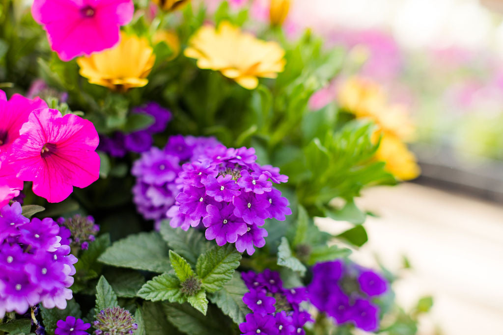 14” Pink, Yellow, and Purple Basket