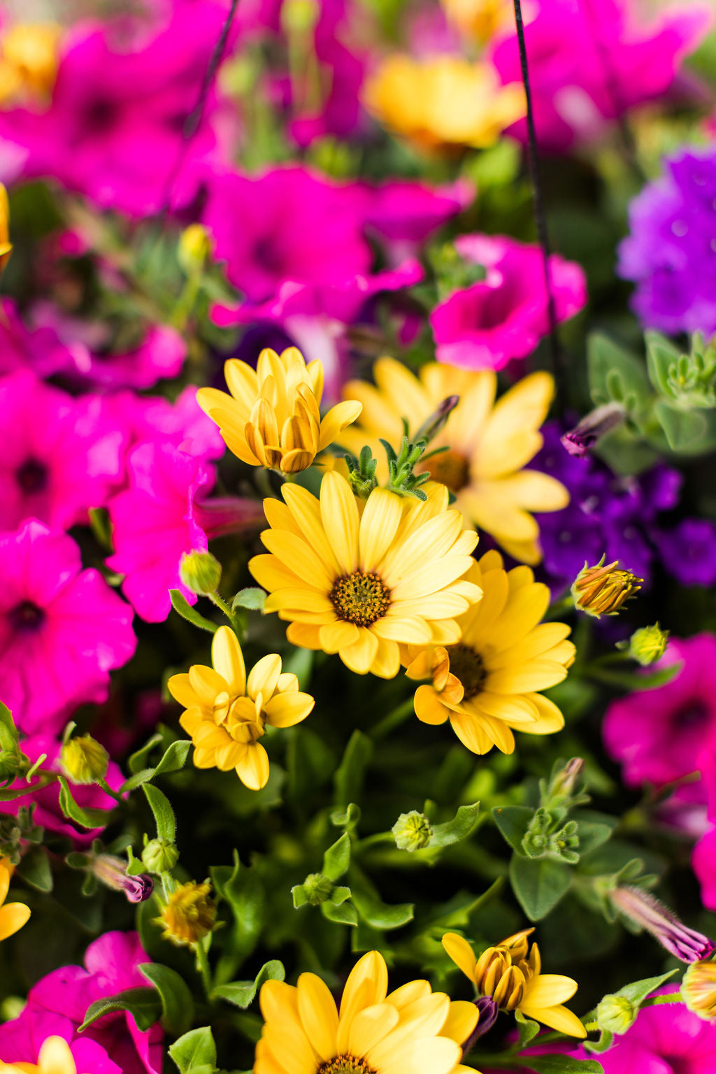 14” Pink, Yellow, and Purple Basket