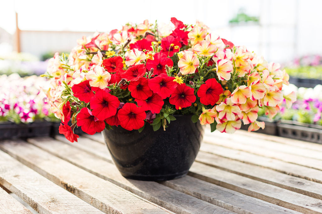 14” Red and Yellow Hanging Basket
