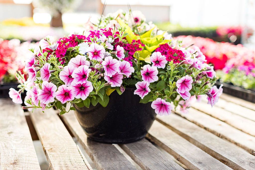14" Pink, White, and Red Hanging Basket