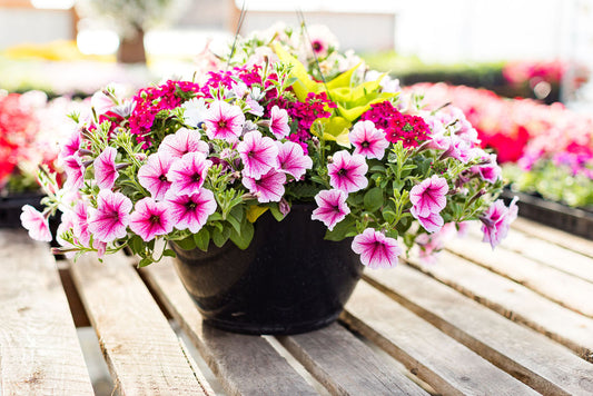 14" Pink, White, and Red Hanging Basket