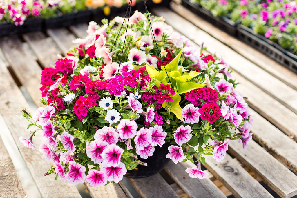 14" Pink, White, and Red Hanging Basket