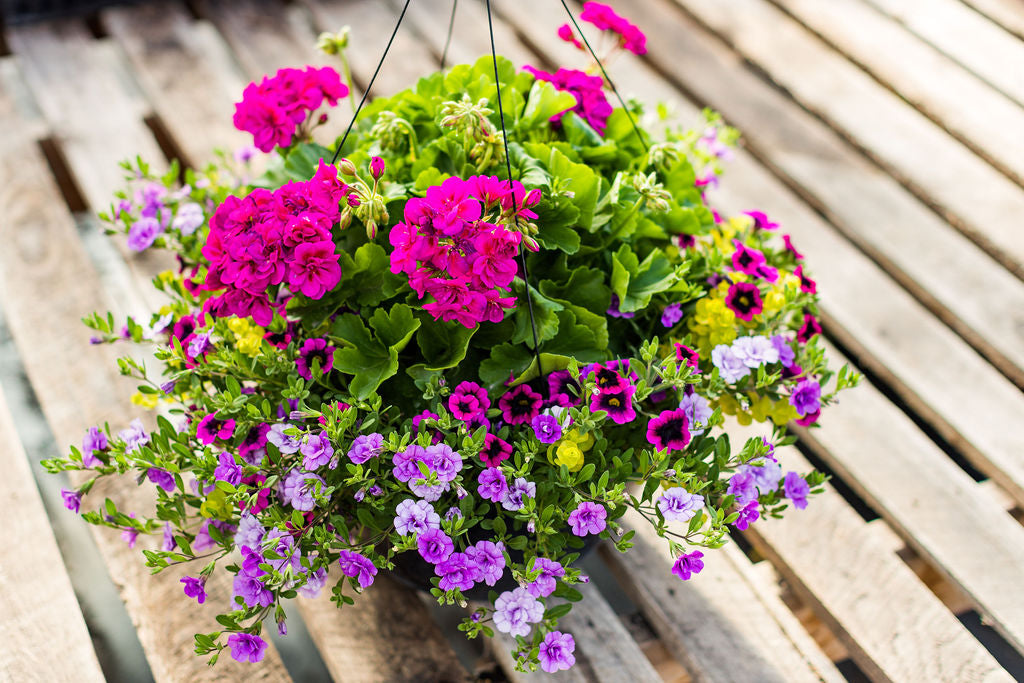 14" Violet Geranium Basket