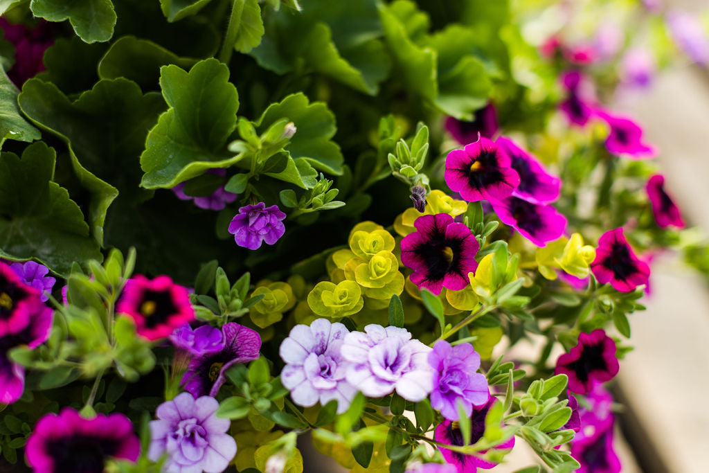 14" Violet Geranium Basket