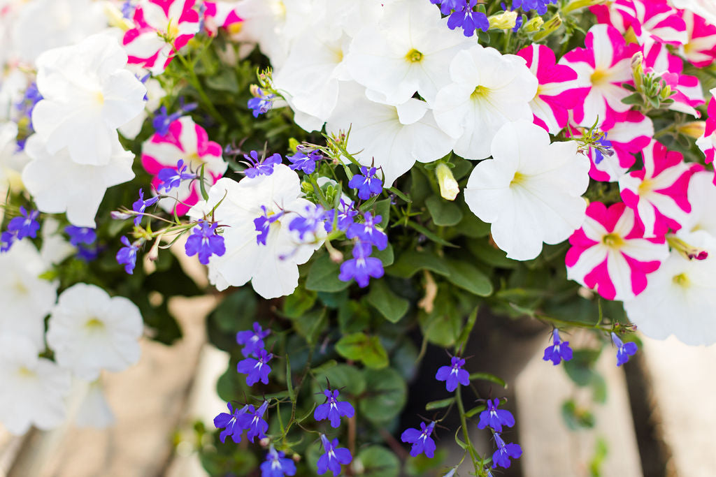 14” Pink, White, and Blue Basket