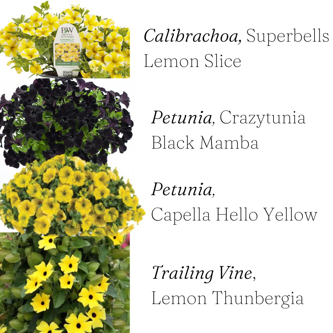 14” Black and Yellow Hanging Basket